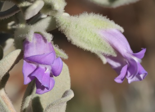 Eremophila compacta