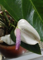Anthurium andraeanum