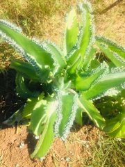 Kalanchoe laetivirens
