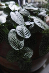 Fittonia