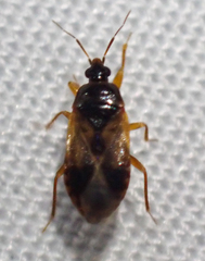 Lyctocoris