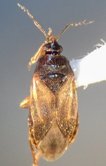 Lyctocoris