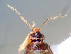 Lyctocoris