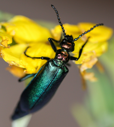 Nuttall's blister beetle