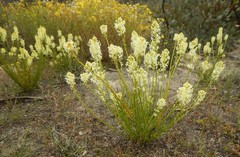 Stackhousia aspericocca