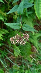 Eupatorium shimadae