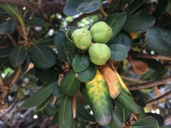 Withania begonifolia