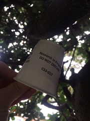 Withania begonifolia