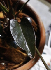 Anthurium andraeanum