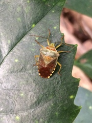 Acanthosoma denticaudum
