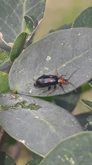 Malacorhinus dilaticornis