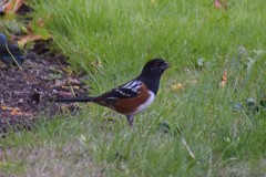 Pipilo maculatus curtatus