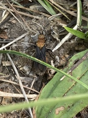 Pompiloidea
