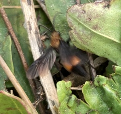 Pompiloidea
