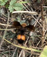 Pompiloidea