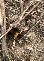 Pompiloidea