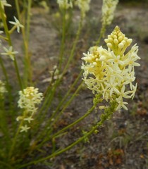 Stackhousia aspericocca
