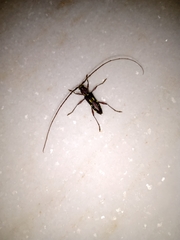 Ambonus distinctus
