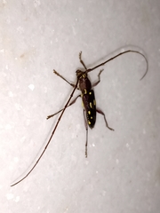 Ambonus distinctus