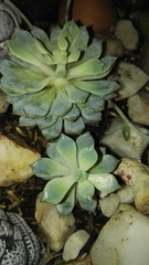 Echeveria