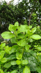 Pluchea indica