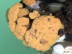 Aplousobranchia