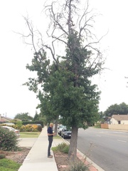 Liquidambar styraciflua