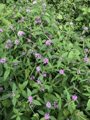 Crusea hispida