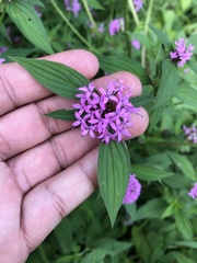 Crusea hispida