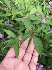Crusea hispida