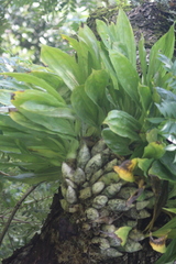 Catasetum integerrimum