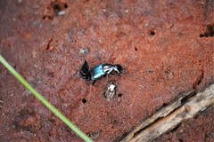 Philonthus caeruleipennis