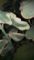 Kalanchoe