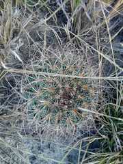 Mammillaria discolor