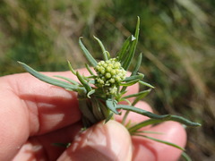 Senecio cunninghamii