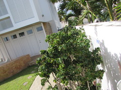 Polyscias scutellaria