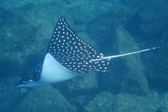 Pacific Eagle Ray photo 3