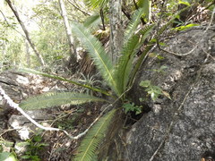 Dioon edule