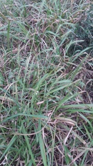 Setaria scheelei