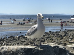 Larus glaucescens × occidentalis