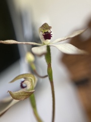 Caladenia cucullata
