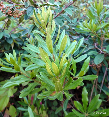 Pacific Wax myrtle