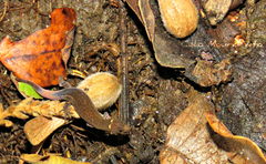 Coleodactylus meridionalis