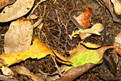 Coleodactylus meridionalis