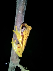 Dendropsophus rhodopeplus