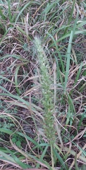 Setaria scheelei
