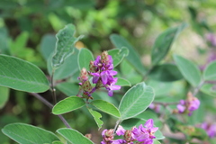 Desmodium jaliscanum