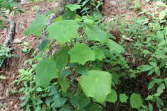 Roldana chapalensis
