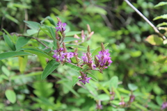 Desmodium jaliscanum