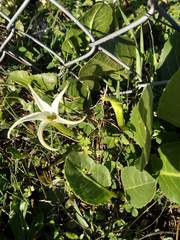 Jaborosa integrifolia